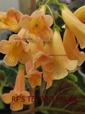 14. RF'S TESORO MAYA